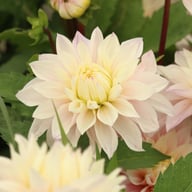 Sweet September Dahlia Tuber