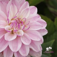 Sweet Surprise Dahlia Tuber