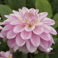 Sweet Surprise Dahlia Tuber