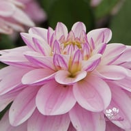 Sweet Surprise Dahlia Tuber