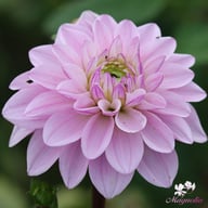 Sweet Surprise Dahlia Tuber