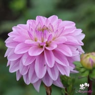 Sweet Surprise Dahlia Tuber