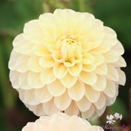 Sweet Suzanne Dahlia Tuber