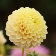 Sweet Suzanne Dahlia Knöl
