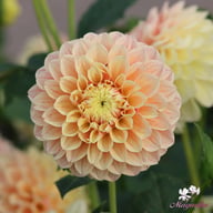 Sweet Suzanne Dahlia Tuber
