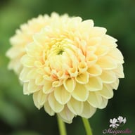 Sweet Suzanne Dahlia Tuber