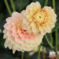 Sweet Suzanne Dahlia Tuber