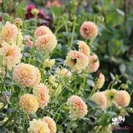 Sweet Suzanne Dahlia Tuber
