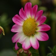Sweetheart Dahlia Knöl