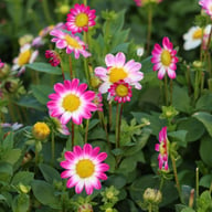 Sweetheart Dahlia Knöl