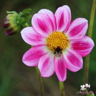 Sweetheart Dahlia Knöl