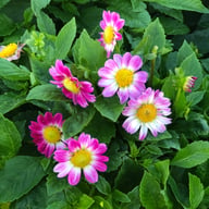 Sweetheart Dahlia Knöl