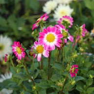 Sweetheart Dahlia Knöl
