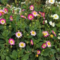 Sweetheart Dahlia Knöl
