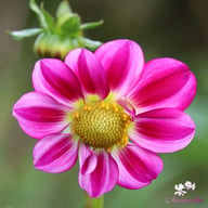Sweetheart Dahlia Knöl