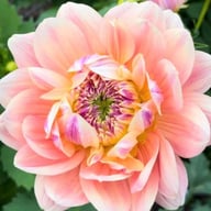 Swemany Water Rose (stickling) Dahlia Stickling