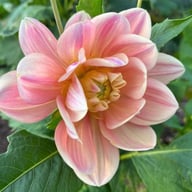 Swemany Water Rose (stickling) Dahlia Stickling