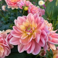 Swemany Water Rose (stickling) Dahlia Stickling