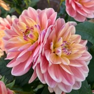 Swemany Water Rose (stickling) Dahlia Stickling
