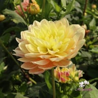 Swemany Water Rose (stickling) Dahlia Stickling
