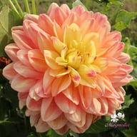 Swemany Water Rose (stickling) Dahlia Stickling