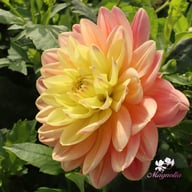 Swemany Water Rose (stickling) Dahlia Stickling