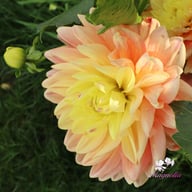 Swemany Water Rose (stickling) Dahlia Stickling