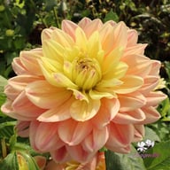 Swemany Water Rose (stickling) Dahlia Stickling