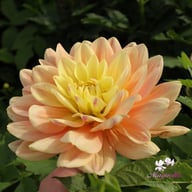 Swemany Water Rose (stickling) Dahlia Stickling
