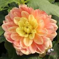 Swemany Water Rose (stickling) Dahlia Stickling