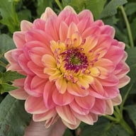 Swemany Water Rose (stickling) Dahlia Stickling
