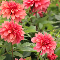 Swirled Guava Idylle Tuber