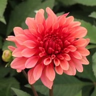 Swirled Guava Idylle Tuber
