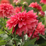 Swirled Guava Idylle Tuber