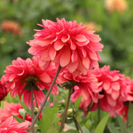 Swirled Guava Idylle Tuber