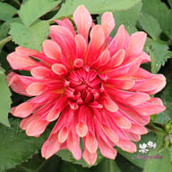 Swirled Guava Idylle Tuber