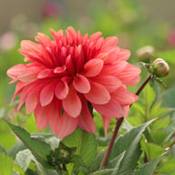 Swirled Guava Idylle Tuber