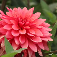 Swirled Guava Idylle Tuber
