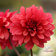Swirled Guava Idylle Tuber