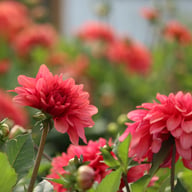 Swirled Guava Idylle Tuber