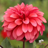 Swirled Guava Idylle Tuber