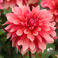 Swirled Guava Idylle Tuber