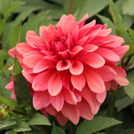 Swirled Guava Idylle Tuber