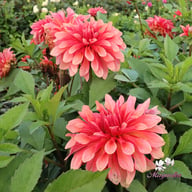 Swirled Guava Idylle Tuber