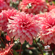 Swirled Guava Idylle Tuber