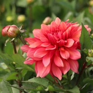 Swirled Guava Idylle Tuber