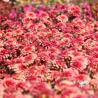 Swirled Guava Idylle Tuber