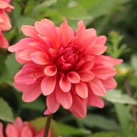 Swirled Guava Idylle Tuber