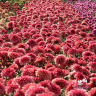 Swirled Guava Idylle Dahlia Tuber