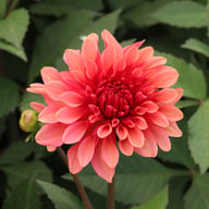 Swirled Guava Idylle Dahlia Knöl